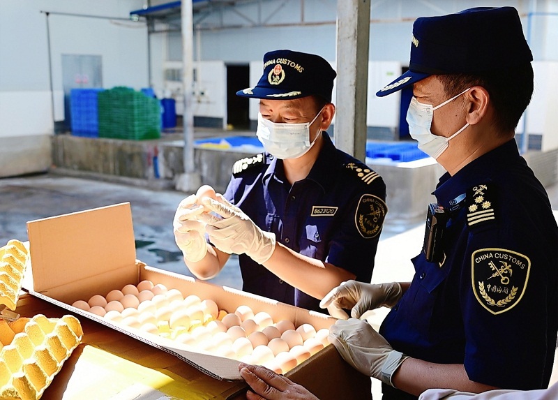 关员对云南首批出口种用鸡蛋进行属地查验+++++刘璐+摄